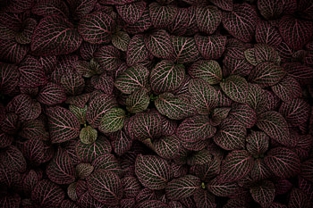 Leaves, Pink, Plant, Macro, Striped HD wallpaper