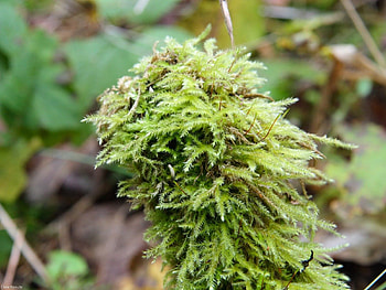 Nature, Grass, Forest, Vegetation, Moss HD wallpaper