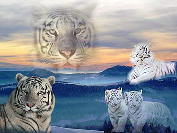 White Tiger Family, babies, white, family, tigers HD wallpaper