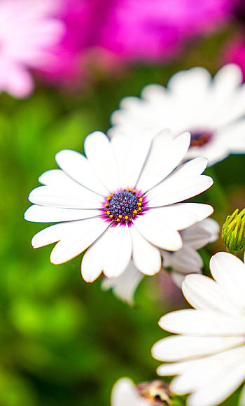 White flowers, Daisy , 6 plus, Breathtaking beauty HD phone wallpaper