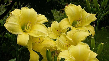 Yellow lilies, Flowers, Blooming, Buds, Garden HD wallpaper