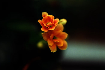 Just a little flower, red, yellow, flower HD wallpaper