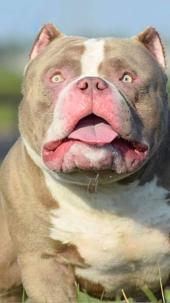 American Bully, Blue Eyes, dog breeds HD phone wallpaper