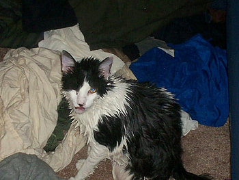kitty after bath, wet, kitty, bath HD wallpaper