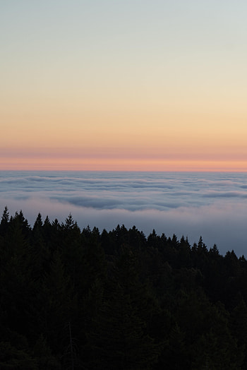 Nature, Trees, Sky, Clouds, Horizon, Fog, Spruce, Fir HD phone wallpaper
