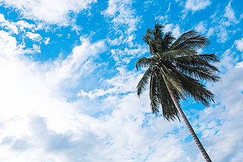 Nature, Sky, Clouds, Palm, Branches, Tropics, Bottom View, Trunk HD wallpaper