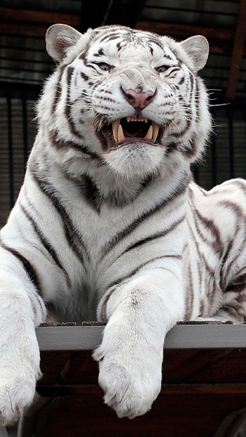 White Tiger, White Tiger Roar, King White Tiger HD phone wallpaper