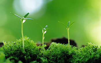 Plants HD wallpaper