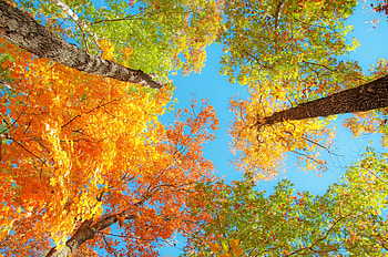 See that colors, color, yellow, green, autumn, nature, sky, tree, colorful, pretty, lovely HD wallpaper