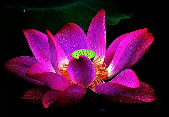 LOTUS, PETALS, FLOWER, NATURE, COLORS HD wallpaper