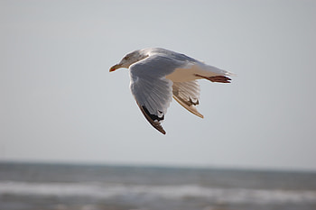Animals, Sea, Bird, Flight, Gull, Seagull, Marine HD wallpaper