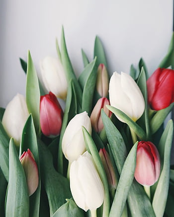 Fresh bouquet of white and red tulips showcasing nature's beauty. Perfect for floral decor. HD phone wallpaper