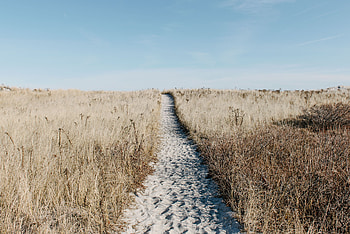 Nature, Grass, Sand, Field, Path, Dry HD wallpaper
