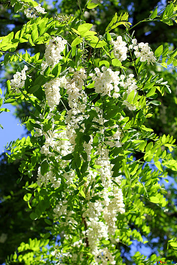Blossoming acacia, White flowered branches, Tree's elegance, Nature's masterpiece HD phone wallpaper