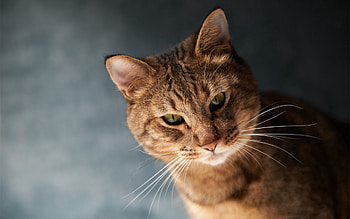 Animals, Cat, Muzzle, Sight, Opinion, Thick, Fat HD wallpaper