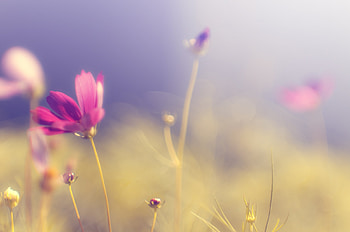 Pink, Flower, Macro, Glare, Bright, Petals, Kosmeya, Cosmos HD wallpaper