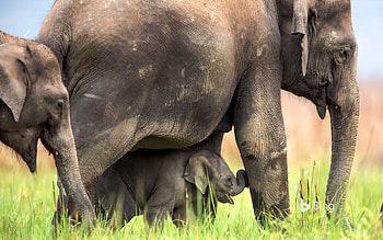 Asian Elephants In Jim Corbett Nation Park India, Jim, India, Asian, Park, Nation, Elephants, In, Corbett HD wallpaper