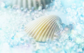 Objects, Shells HD wallpaper