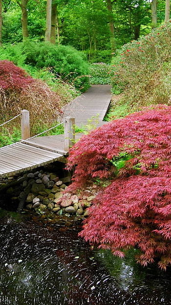 Wooden bridge, nature, japan HD phone wallpaper