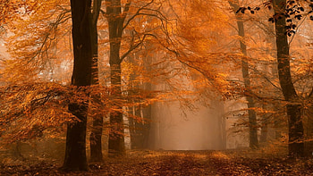 fog in the woods, autumn, trees, fog, forest HD wallpaper