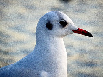 Animals, Bird, Beak, Gull, Seagull HD wallpaper