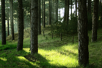 donker bos, de natuur, zonnestralen, zonsopkomst, bossen, licht, zon HD wallpaper