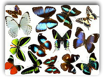 Wonders, collection, butterflies, wings, colors, beauty HD wallpaper