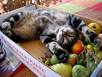 I love tomatoes, tomatoes, kittten, box, love HD wallpaper