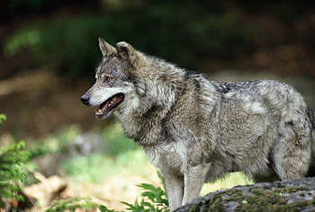 Animals, Predator, Wolf, Wool HD wallpaper