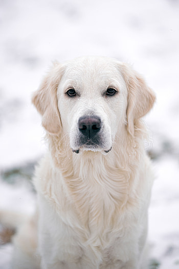 Animals, Dog, Pet, Golden Retriever HD phone wallpaper
