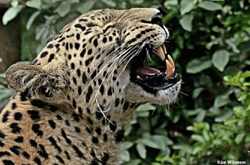 Persian leopard, teeth, displays, showing, green HD wallpaper