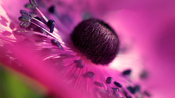Lilac, Flower, Macro, Petals HD wallpaper