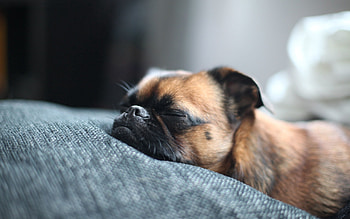 Animals, Dog, Muzzle, Spotty, Spotted, Sleep, Dream HD wallpaper