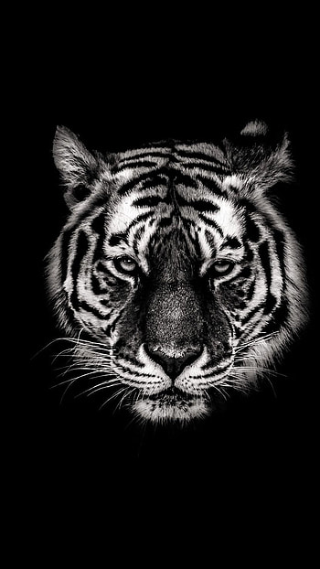Black And White Tiger, Tiger, Animal, Jungle King HD phone wallpaper