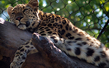 Animals, Leopard, Predator, Big Cat HD wallpaper