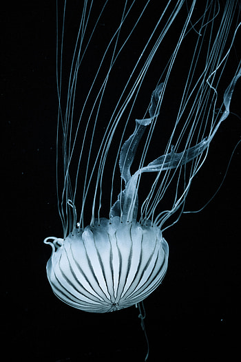 Animals, Jellyfish, Stripes, Streaks, Underwater World, Tentacles HD phone wallpaper