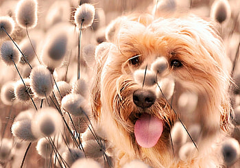 Fluffy, animal, dog, white, orange, ginger HD wallpaper