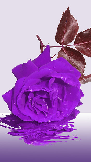 Purple Color, Rose HD phone wallpaper