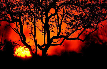 Landscape, Trees, Sunset, Sun HD wallpaper