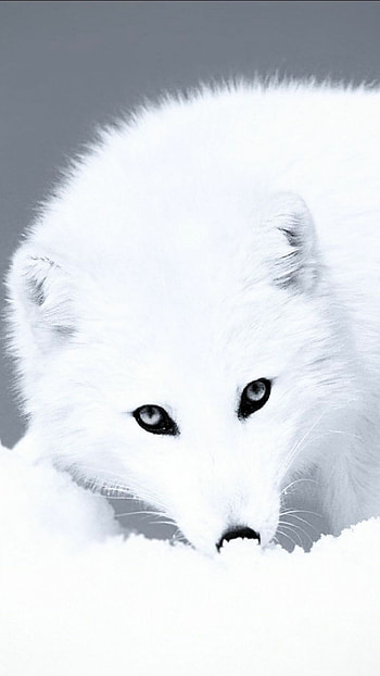 Arctic fox in the wild, Arctic landscape, Fox in the snow, Northern beauty HD phone wallpaper