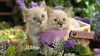 Kittens In The Basket, Animals, basket, in, the, kittens HD wallpaper