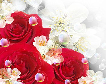 Red rose, rose, flowers, petals, red HD wallpaper