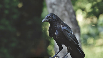 Raven, dark, Firefox theme, scary, bird, Halloween, predator HD wallpaper