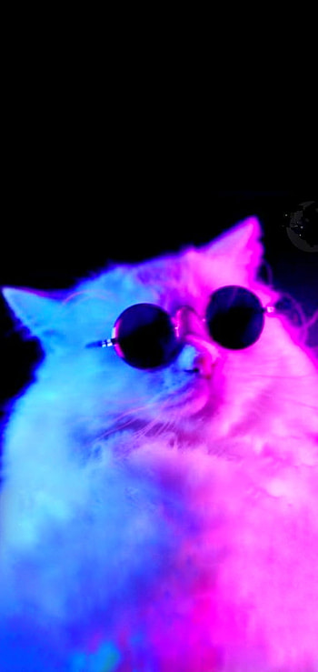 CAT, magenta, Art, felidae, Ukraine, cool, earth, ideas, abstract, swag, cute HD phone wallpaper