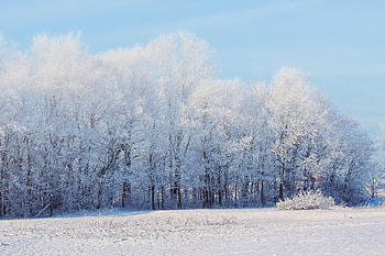 Landscape, Winter, Nature, Trees, Snow, Forest HD wallpaper