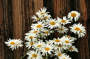 the_dreams_in_which_i_m_dying, white, nature, flowers, dream, nice HD wallpaper