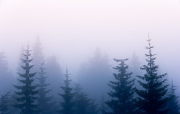 Nature, Trees, Sky, Fog, Branches HD wallpaper