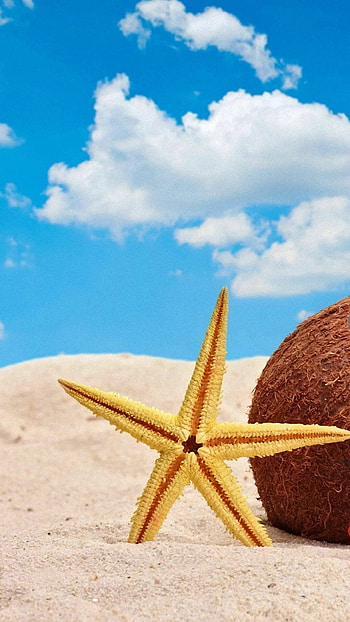 Coconut, Starfish HD phone wallpaper