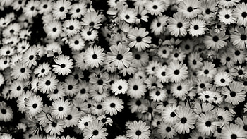 Flowers, Camomile, Grey, Bw, Chb HD wallpaper