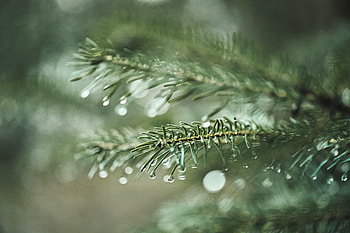 Drops, Plant, Macro, Branch, Spruce, Fir, Needles HD wallpaper